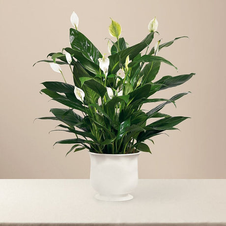 Peace Lily Planter