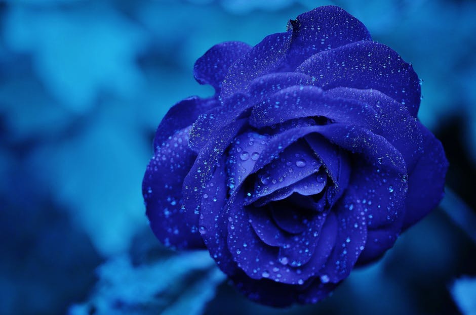 Funeral Flower Meanings: Why We Have Flowers at Funerals