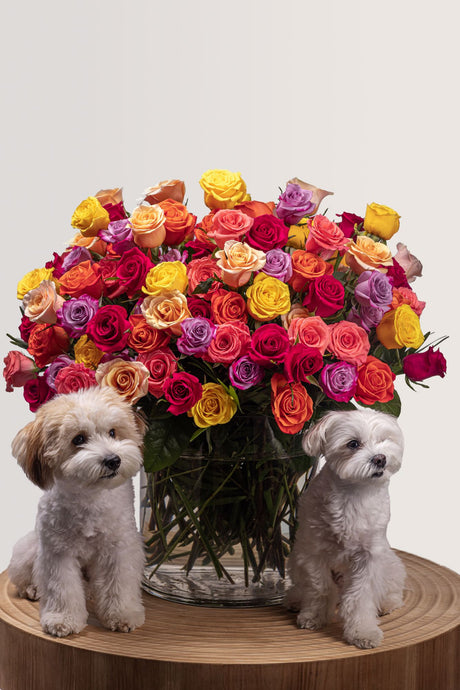 Beautiful arrangement consisting of 100 multi-colored roses with two small dogs next to it arrangement.