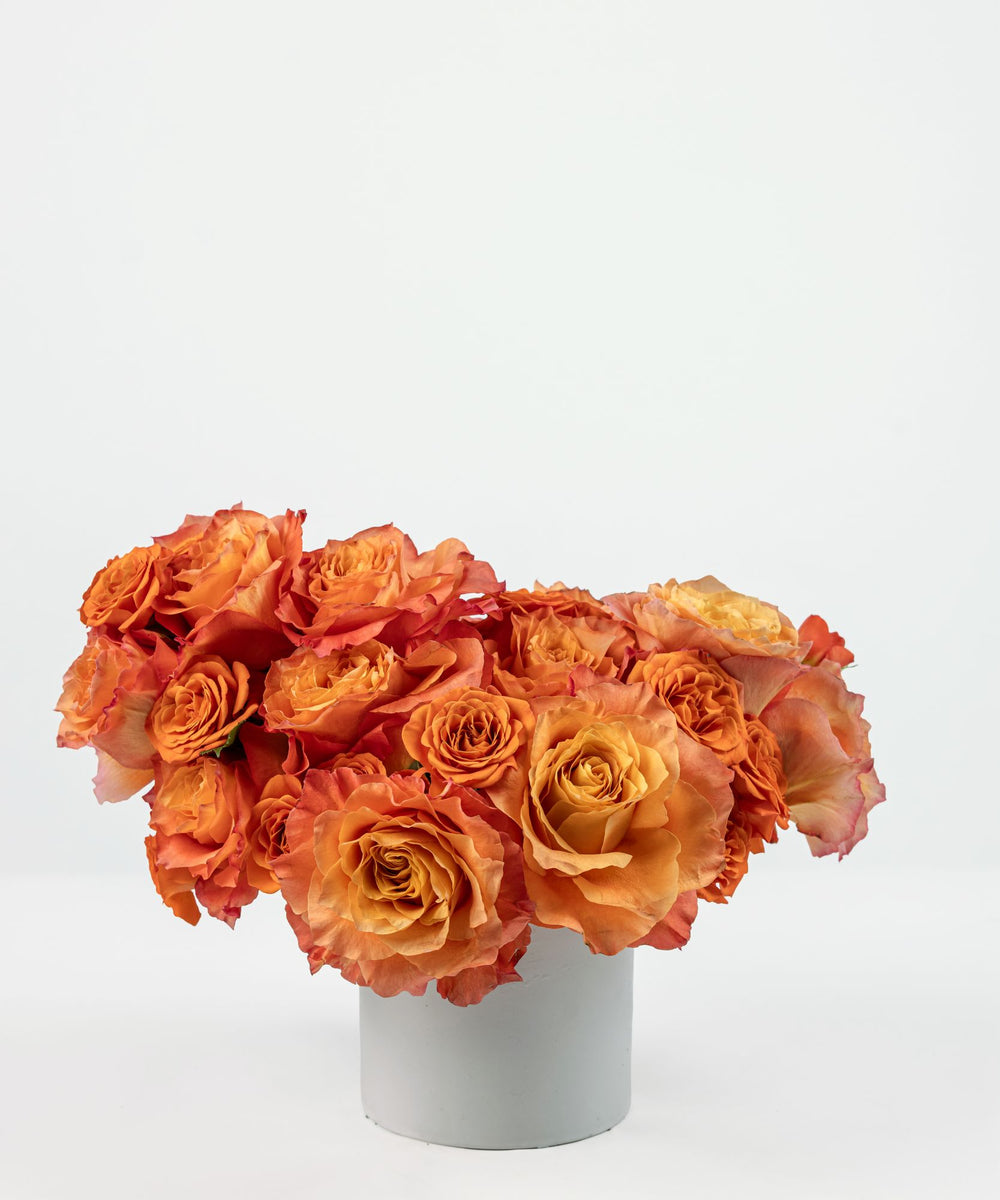 Bright orange and peach rose arrangement with Free Spirit and spray roses in a white ceramic container