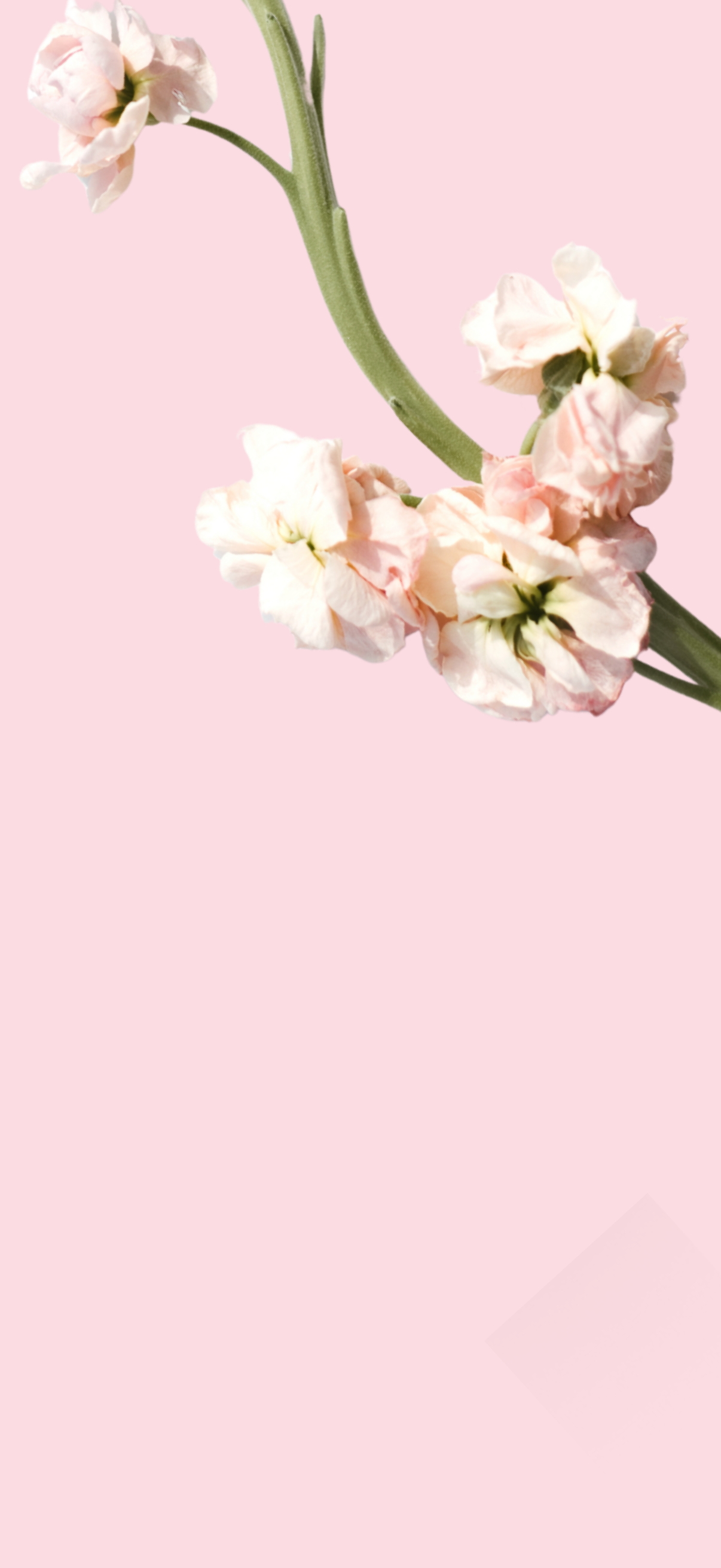 shoppable image