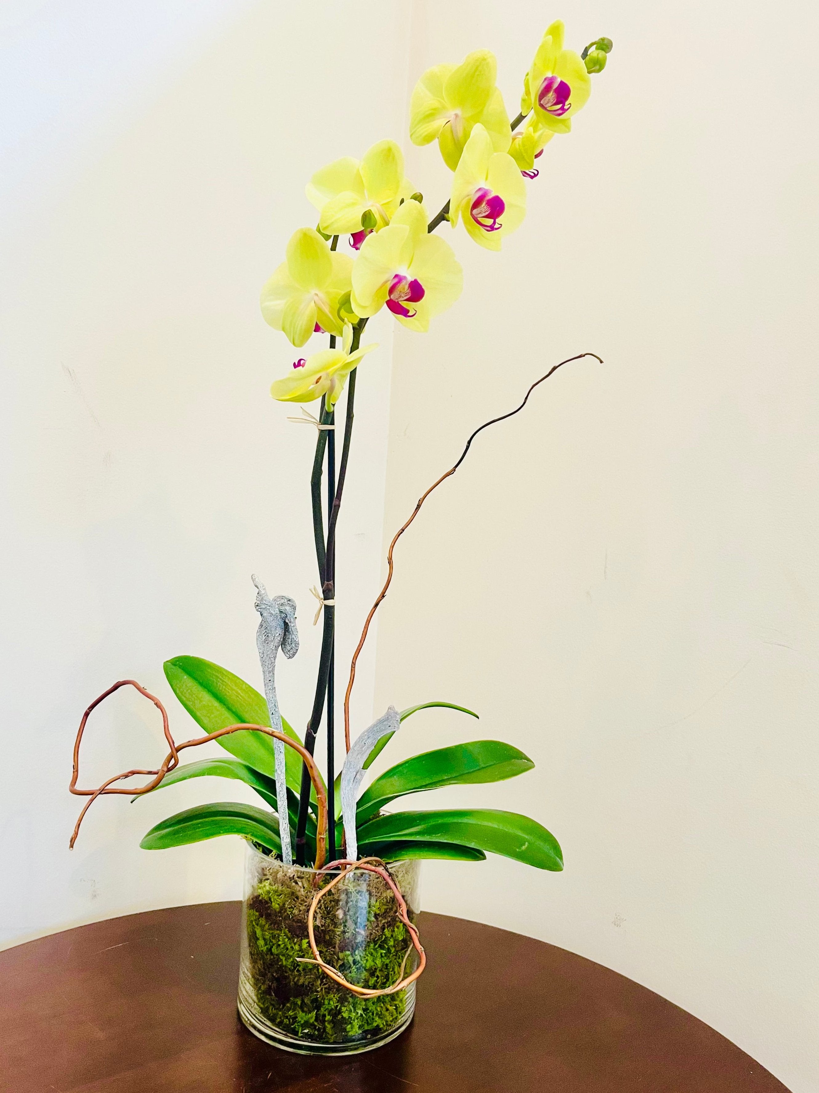 orchid plant pot Orchid Plants – Peachtree Petals