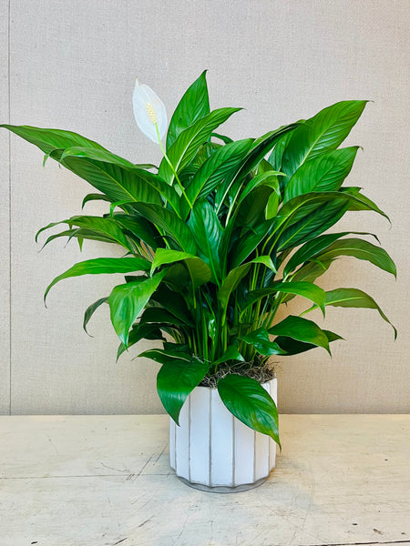 peace lily in terracotta pot Peace Lily Planter – Peachtree Petals