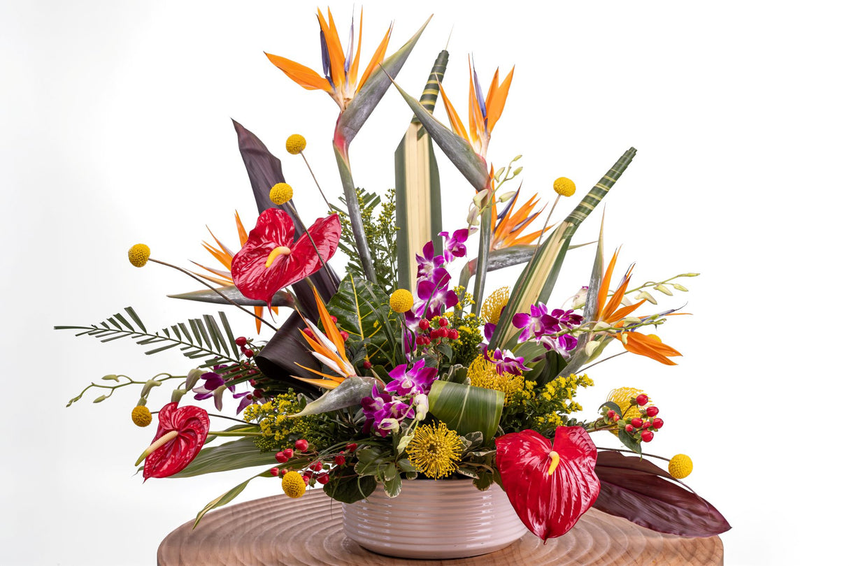 Tropicana features Birds of Paradise, red anthurium, purple dendrobium orchids, yellow craspedia, solidago, red hypericum, and tropical foliage arranged in a white ceramic round vase.
